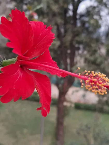 Bhardwaj - Urban Gardening Consultation A Riot of Colorful Flowers photo 161
