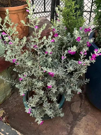 This Nikotia bush shows its natural, dense growth habit when not shaped as a topiary. It's a versatile plant that thrives in full sunlight, making it ideal for sunny terraces.