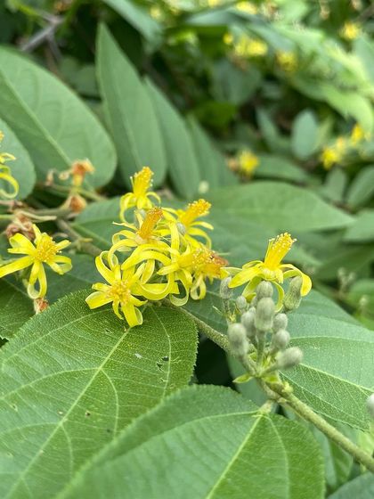 The delicate yellow flowers of a Grewia species, part of the Falsa family. These shrubs provide edible berries for birds and wildlife.