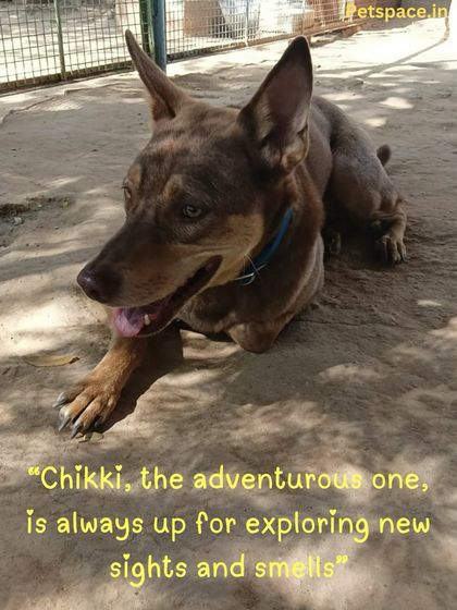 Petspace - Dog Daycare A Day at Petspace: Play & Socialization photo 10