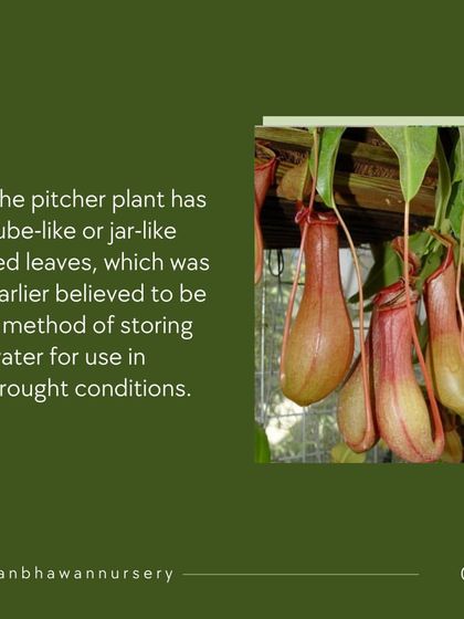 The pitcher plant has tube-like or jar-like red leaves. It was once believed this was a method of storing water for droughts, but the truth is even more interesting.