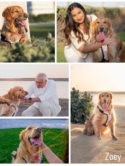 A collage from Zoey the golden retriever's family shoot, showcasing beautiful moments with three generations, all centered around their beloved pet.