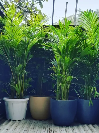 A set of large Areca Palms in different modern planters, ready for delivery. I can handle bulk orders and provide large statement plants for homes or offices.