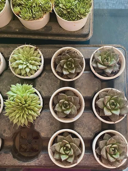 A top-down view of a tray of assorted succulents. I love the variety in their shapes and textures, like little green jewels.