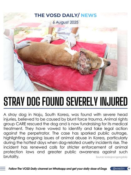 A stray dog in South Korea was found with severe head injuries from blunt force trauma. This incident has renewed calls for stricter enforcement of animal protection laws to combat such brutality.