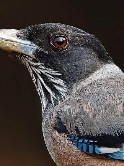 A portrait of a Black-headed Jay. The shot provides a clear view of the streaked white feathers on its throat, which contrast with its dark head and grey body.