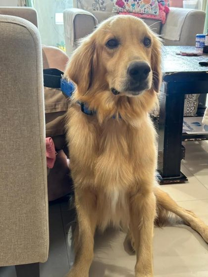 The handsome Golden Retriever sitting patiently indoors. He is healthy, vaccinated, and will be neutered before adoption.