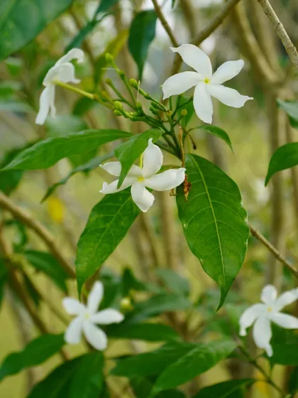 A collection of the beautiful flowers that bloom across the ashram. From the sacred Lotus to the fragrant Jasmine, these blossoms add color, life, and healing energy to our home.