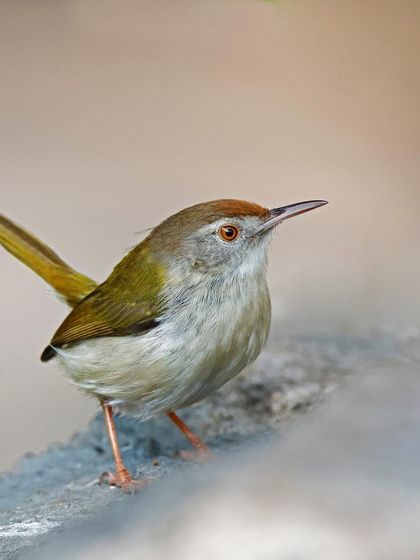 A Common Tailorbird is perched on a concrete ledge, showcasing its ability to adapt to both natural and man-made environments.