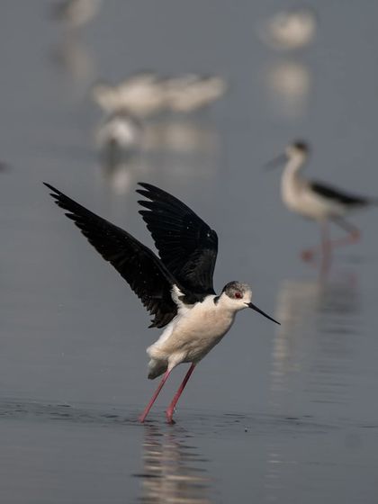 A Black-winged Stilt landing gracefully in the shallow waters of Najafgarh Lake.
