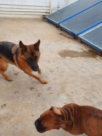 The Urban Dawg - Dog Training & Behavior Modification The Art of Socialization: Learning in a Pack photo 10