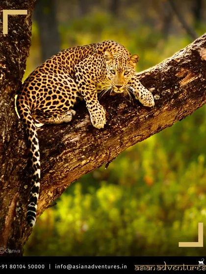A leopard finds a perfect vantage point high up in a tree, showcasing its agility and grace. On our Central India tours, we explore the diverse behaviors of these adaptable predators.