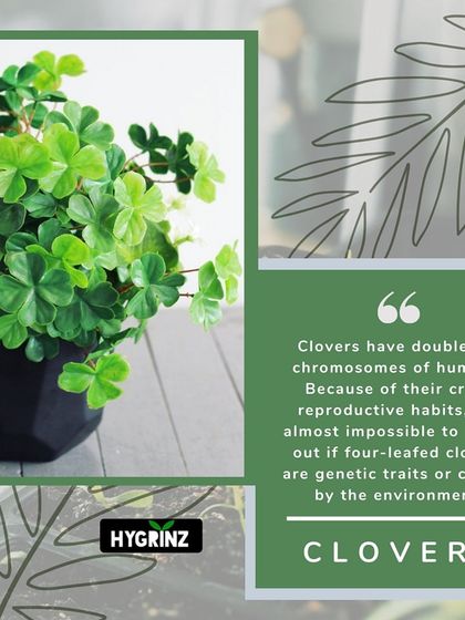 Hygrinz - Garden Design & Landscaping Your Guide to a Green Thumb photo 15