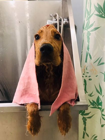 Tails of the City - Pet Spa & Creative Styling Our Happy Pack: Client Gallery photo 11