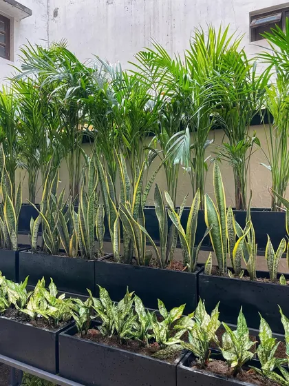 A close-up of the lush combination of Areca palms and snake plants. This is a great low-maintenance solution for adding greenery to shaded outdoor or indoor spaces.