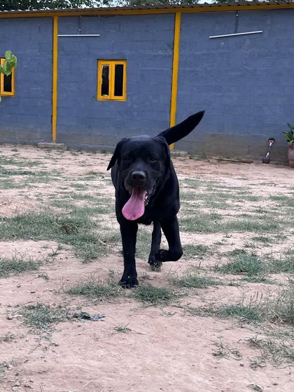 Mowgli, a black Labrador and a regular guest, confidently exploring the grounds. His comfort and happiness are a result of years of positive experiences here.