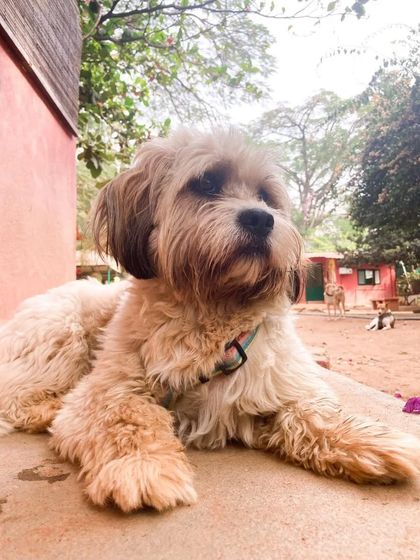 PetStepin - Pet Boarding & Daycare Safe & Happy Holiday Stays photo 7