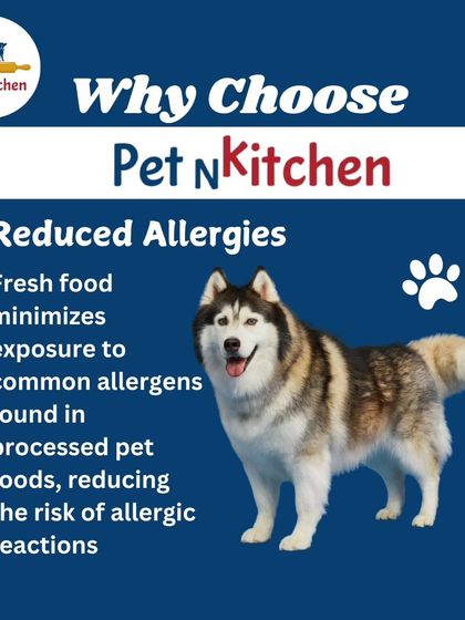 Many allergies are caused by ingredients in processed foods. This image of a healthy husky represents how switching to fresh food minimizes exposure to common allergens, reducing the risk of skin and digestive reactions.