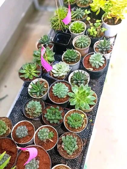 A selection of various Echeveria and Haworthia succulents available for sale. I offer a wide range to start or expand your collection.