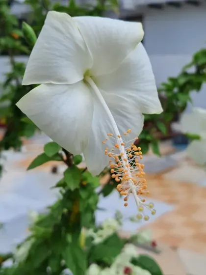 Bhardwaj - Urban Gardening Consultation A Riot of Colorful Flowers photo 23