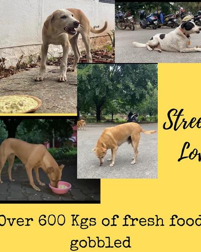 Street Dog Feeding Program