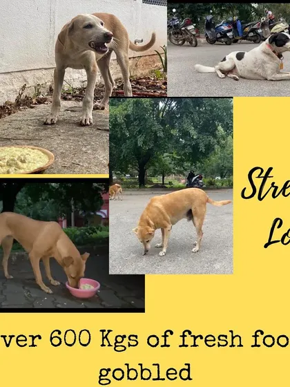 We are so proud that over 600 kgs of our fresh food has been gobbled up by streeties across the neighborhood. A huge thank you to every volunteer and caregiver who partners with us. Together, we're making a real difference, one bowl at a time.