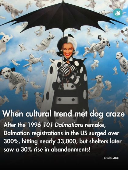 The Pack - Online Pet Parent Community A Voice for Every Dog photo 22