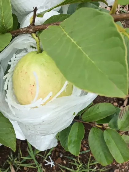 A ripening guava, almost ready for harvest, kept safe with our methods.