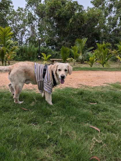 PL Paws - Animal Rescue & Rehabilitation Ready for a Home: Meet Our Adoptable Dogs photo 7