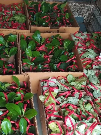 Cartons loaded with plant gifts, showcasing the scale of our Earth Day delivery for a corporate client.