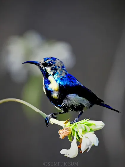 A male Purple Sunbird in its eclipse plumage, a transitional phase where it shows patches of both its breeding and non-breeding colours.