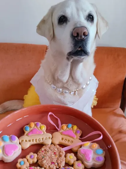 This beautiful baby is showing off her special Rakhi treats. I make these colorful, paw-shaped biscuits and even an edible Rakhi so your dog can be part of the Raksha Bandhan celebration right alongside you.