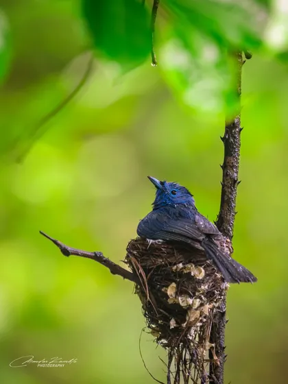 A Black-naped Monarch looks up from its nest, perhaps checking for danger or waiting for its partner to return. The lush green background shows the beautiful habitat where these birds raise their young.