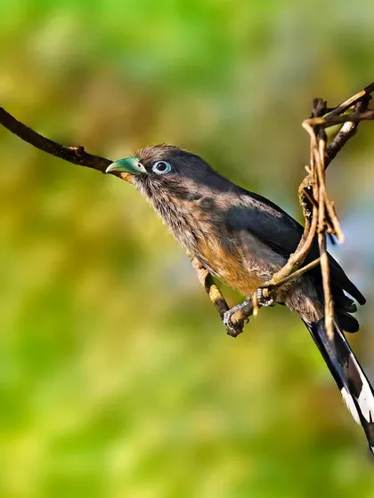A Blue-faced Malkoha is perched within a tangle of vines. The composition highlights the bird's long tail and its ability to navigate complex forest environments.