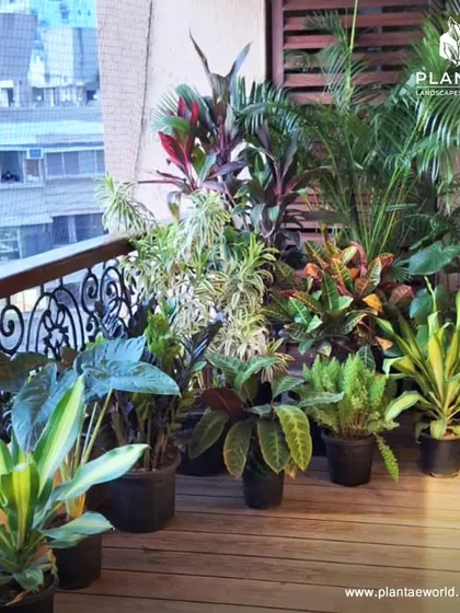 This is part of a balcony makeover in Worli, where we grouped a variety of foliage plants with different colors and textures. This layered approach creates a lush, jungle-like feel, making the balcony a dense and private green nook.