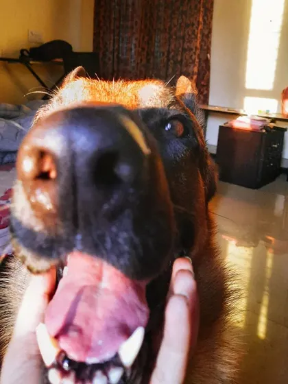 A collection of portraits of my handsome, goofy, and majestic German Shepherd, Theo. He is my constant inspiration and the heart of my work.