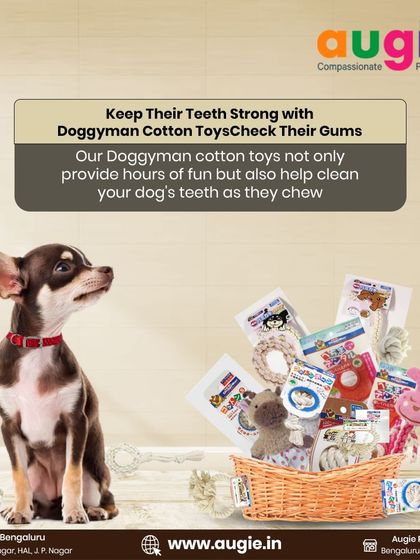 Augie Pets - Pet Supplies Playtime & Cozy Comforts photo 15