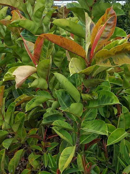 A variegated Rubber Plant (Ficus elastica 'Tineke') with beautiful patches of cream, pink, and green on its leaves.
