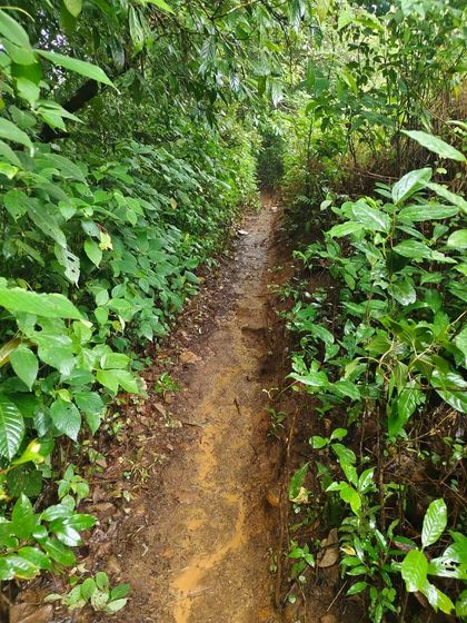The narrow trekking path winding through the lush greenery. It's a journey into the heart of nature.
