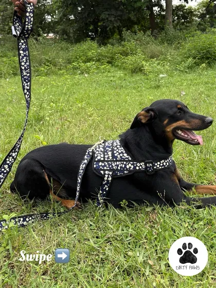 Another angle of the harness and leash set, showing how the leash attaches and the overall stylish look of the coordinated accessories.