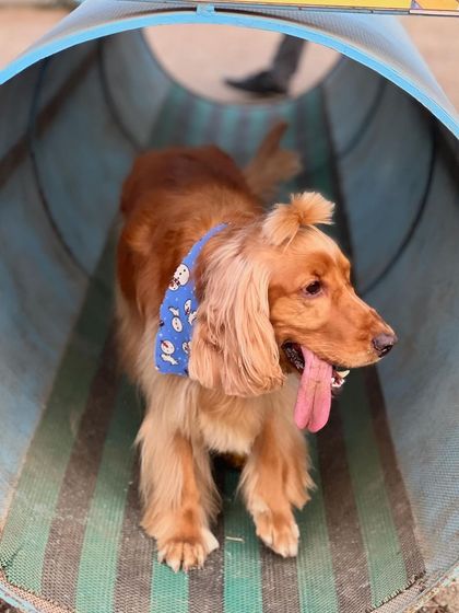 Posto confidently navigating the agility tunnel at the dog park.