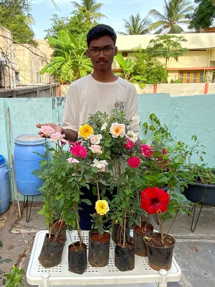 So happy with my collection of rose plants. I can help you select different varieties and teach you the organic methods to make them bloom profusely.