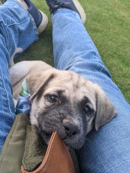 PL Paws - Dog Fostering Program Happy Tails: From Foster to Family photo 11