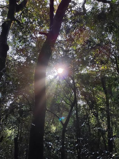 Sun rays filtering through the trees, creating a magical atmosphere in the Kumaraparvatha forest.