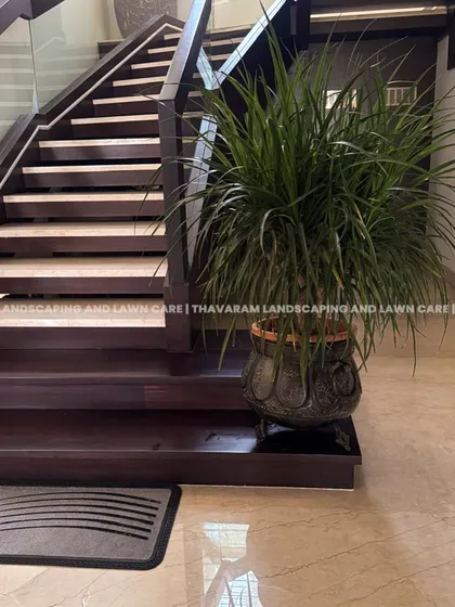 Elevating an entryway with a large, bushy Ponytail Palm in an ornate, rustic pot. Its placement at the base of the modern wooden staircase creates a beautiful contrast between natural and architectural elements.