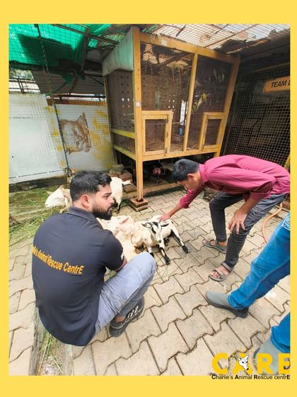 Charlie's Animal Rescue Centre - Community Outreach & Education Our Wonderful Volunteers & Visitors photo 13