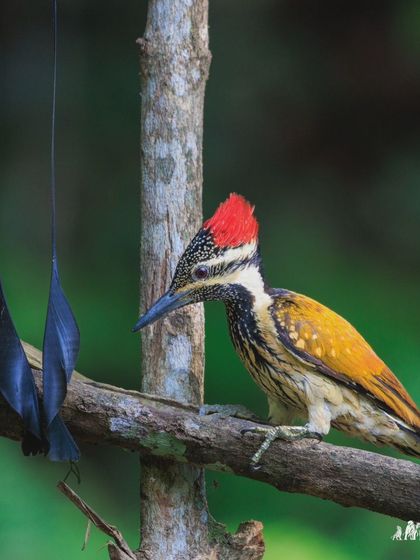 A Black-rumped Flameback Woodpecker seems to be curiously inspecting the long tail feathers of a Racket-tailed Drongo. A moment of inter-species curiosity.
