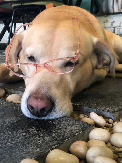 Even wise old souls like Bunny need a nap. Here he is looking very studious in a pair of glasses.