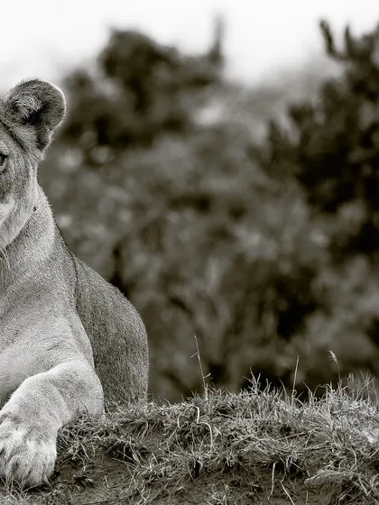 This gallery further explores the power of monochrome. Each image uses the absence of color to highlight different elements: the raw emotion of a hunt, the quiet dignity of a portrait, or the dramatic textures of the wild.