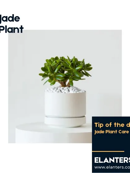A beautiful Jade Plant in a modern white pot. Known as a lucky plant, it's a wonderful and easy-to-care-for addition to any home.